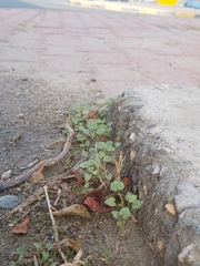 Malva parviflora