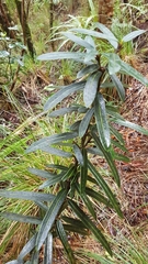 Pseudopanax linearis