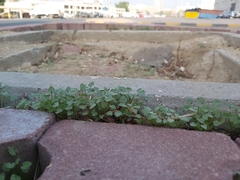 Malva parviflora