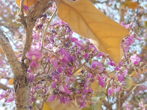 Kalahari Appleleaf