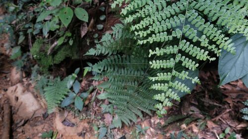 Dennstaedtia obtusifolia observed 2025-08-19