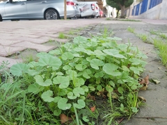 Malva parviflora