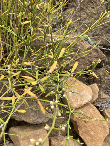 Alternanthera filifolia, photograph 5