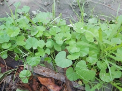 Malva parviflora