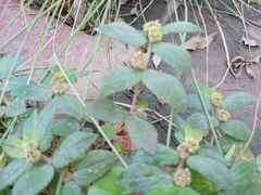 Euphorbia hirta