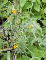 Melampodium appendiculatum