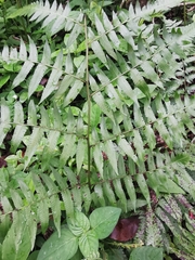 Diplazium esculentum