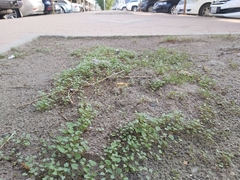 Malva parviflora
