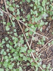 Malva parviflora