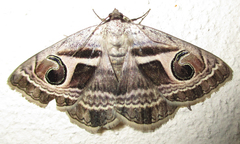 Cometaster pyrula