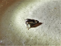 Ophiderma flavicephala