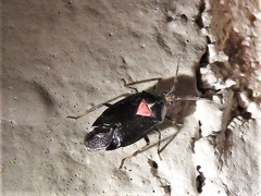 Deraeocoris sayi