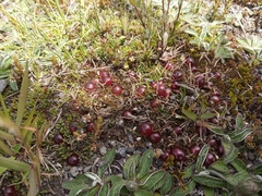 Coprosma atropurpurea