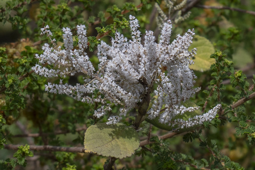 Tetradenia riparia (Hochst.) Codd