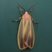 Painted Lichen Moth - Photo (c) Jenn Forman Orth, some rights reserved (CC BY-NC-SA)