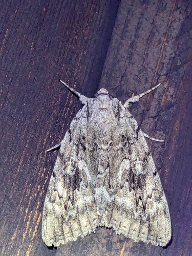 Robinson's Underwing photo 5