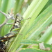 Sinopodisma - Photo (c) orthoptera-jp, some rights reserved (CC BY-NC), uploaded by orthoptera-jp