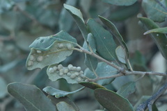 Dryomyia lichtensteinii