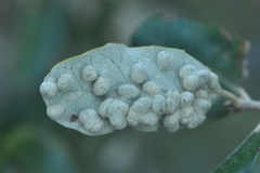 Dryomyia lichtensteinii