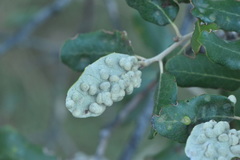 Dryomyia lichtensteinii