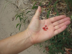 Abrus precatorius africanus