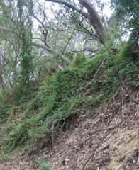 Abrus precatorius africanus