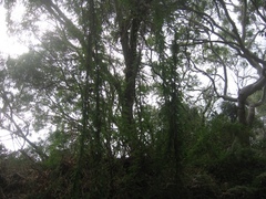 Abrus precatorius africanus