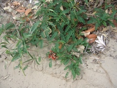 Abrus precatorius africanus