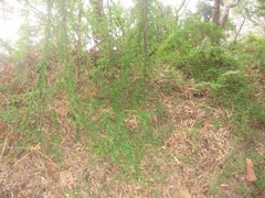 Abrus precatorius africanus