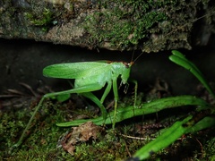 Hexacentrus hareyamai