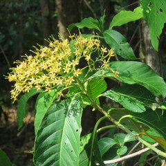 Tarenna dallachiana