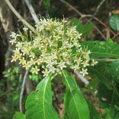 Tarenna dallachiana