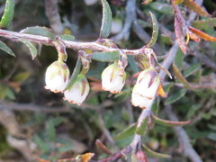 Gaultheria macrostigma