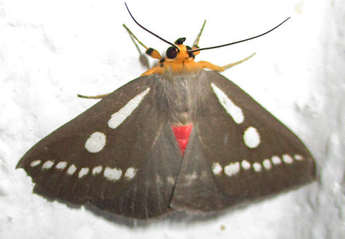 Calesia zambesita