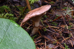 Gomphidius subroseus