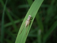Euscyrtus japonicus