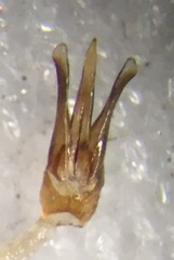 Pseudanostirus hoppingi