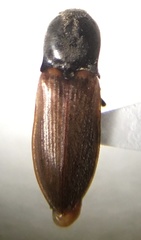 Pseudanostirus hoppingi
