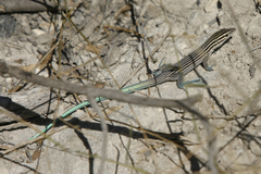 Pholidoscelis lineolatus