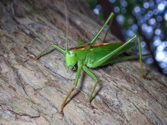 Tettigonia orientalis
