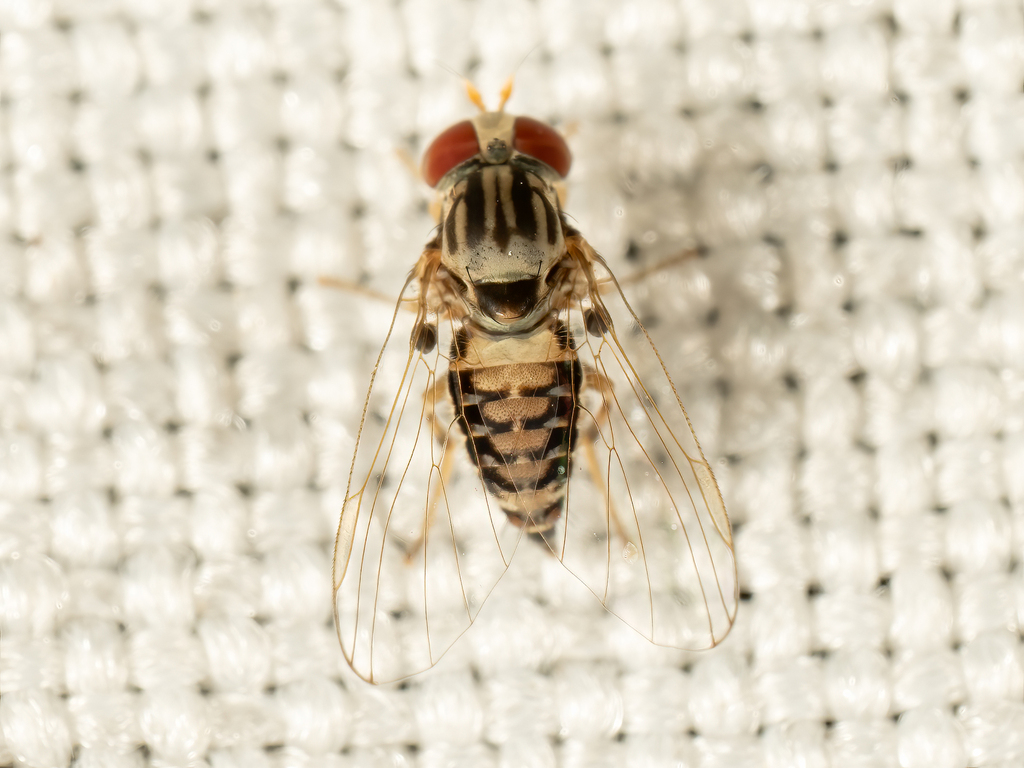 Ironomyia francisi