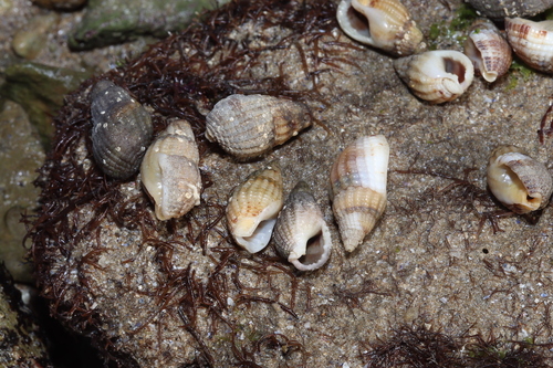 Tritia reticulata