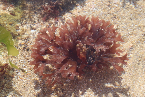 Gymnogongrus crenulatus, 2025-10-08