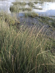 Schoenoplectus triqueter