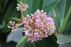 Medinilla magnifica