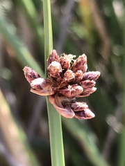 Schoenoplectus triqueter