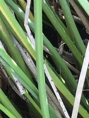 Schoenoplectus triqueter