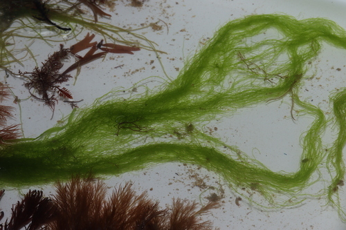 Ulva clathrata observed 2025-10-08