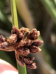 Schoenoplectus triqueter