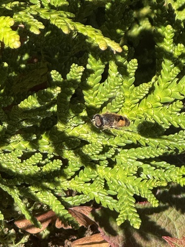Unknown species found near University of Washington, Seattle, WA, US